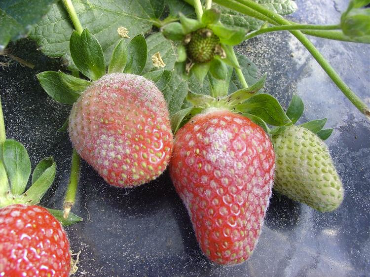 A Preparação Perfeita: Diluição e Concentração Ideais - inspiração 2