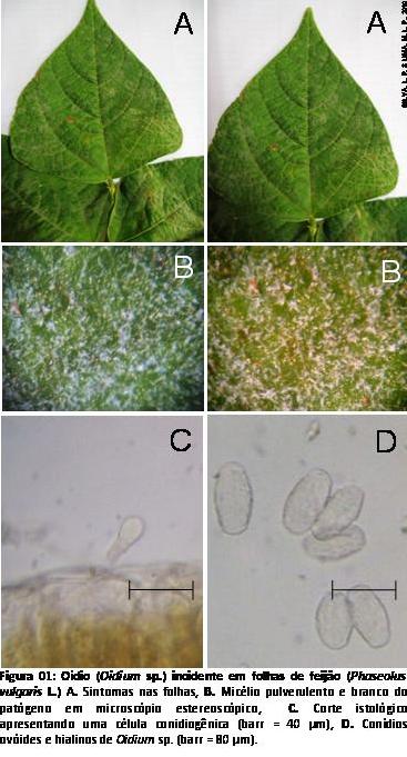 Técnicas de Aplicação Eficazes para Maximizar o Efeito - inspiração 2