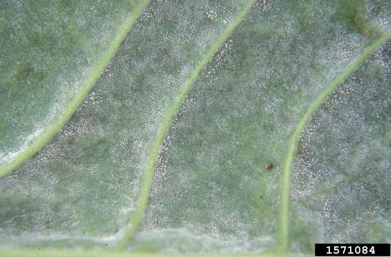 Frequência e Momento Certo para Aplicar o Leite - inspiração 1