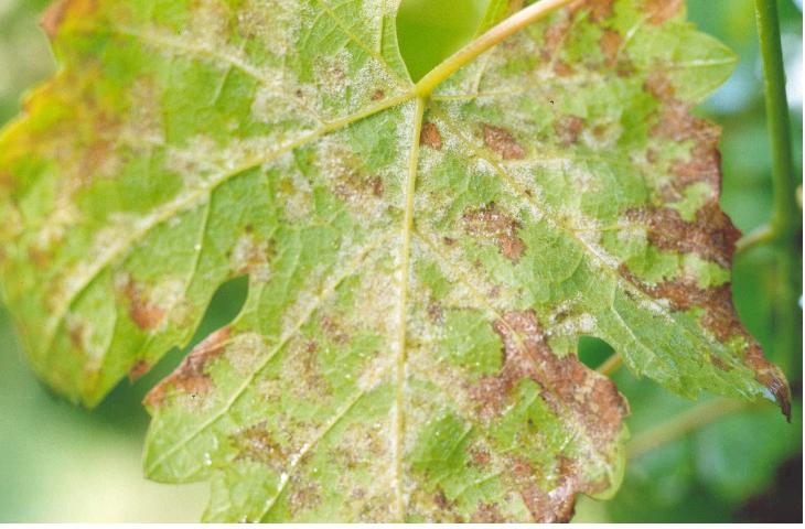 Frequência e Momento Certo para Aplicar o Leite - inspiração 2