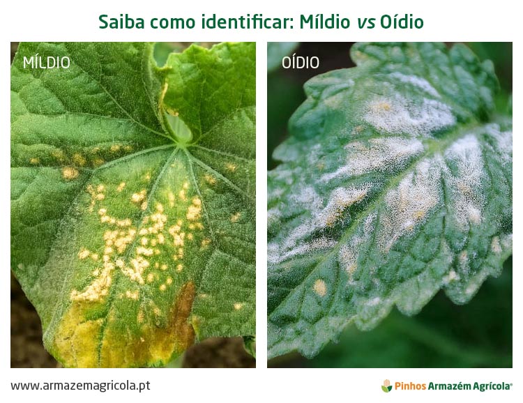 A Importância da Observação Contínua do Desenvolvimento das Plantas - inspiração 2