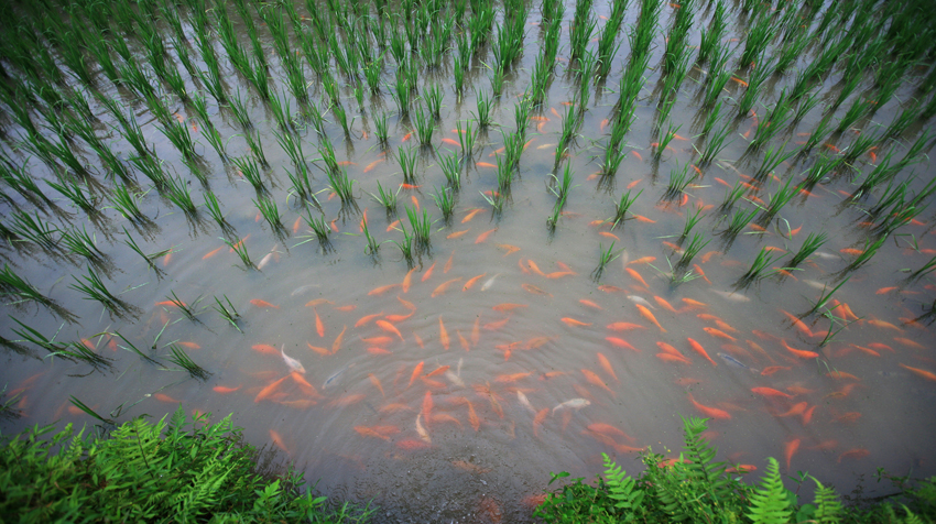 Crie um Ciclo de Nutrientes que Reduz Custos - inspiração 2