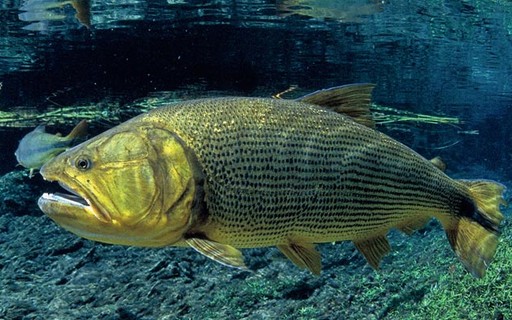 Promova a Biodiversidade no Seu Entorno - inspiração 2