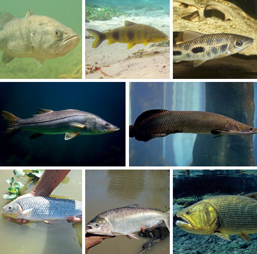 Aumente a Fertilidade do Solo com a Ajuda dos Peixes - inspiração 1