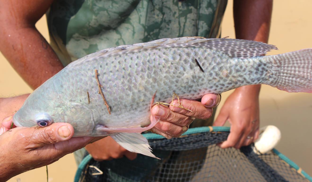 Aumente a Fertilidade do Solo com a Ajuda dos Peixes - inspiração 2