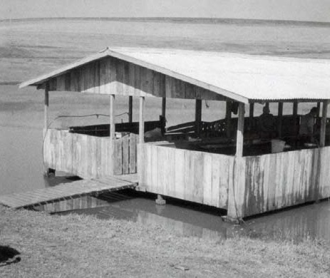 Controle Natural de Pragas e Ervas Daninhas - inspiração 1