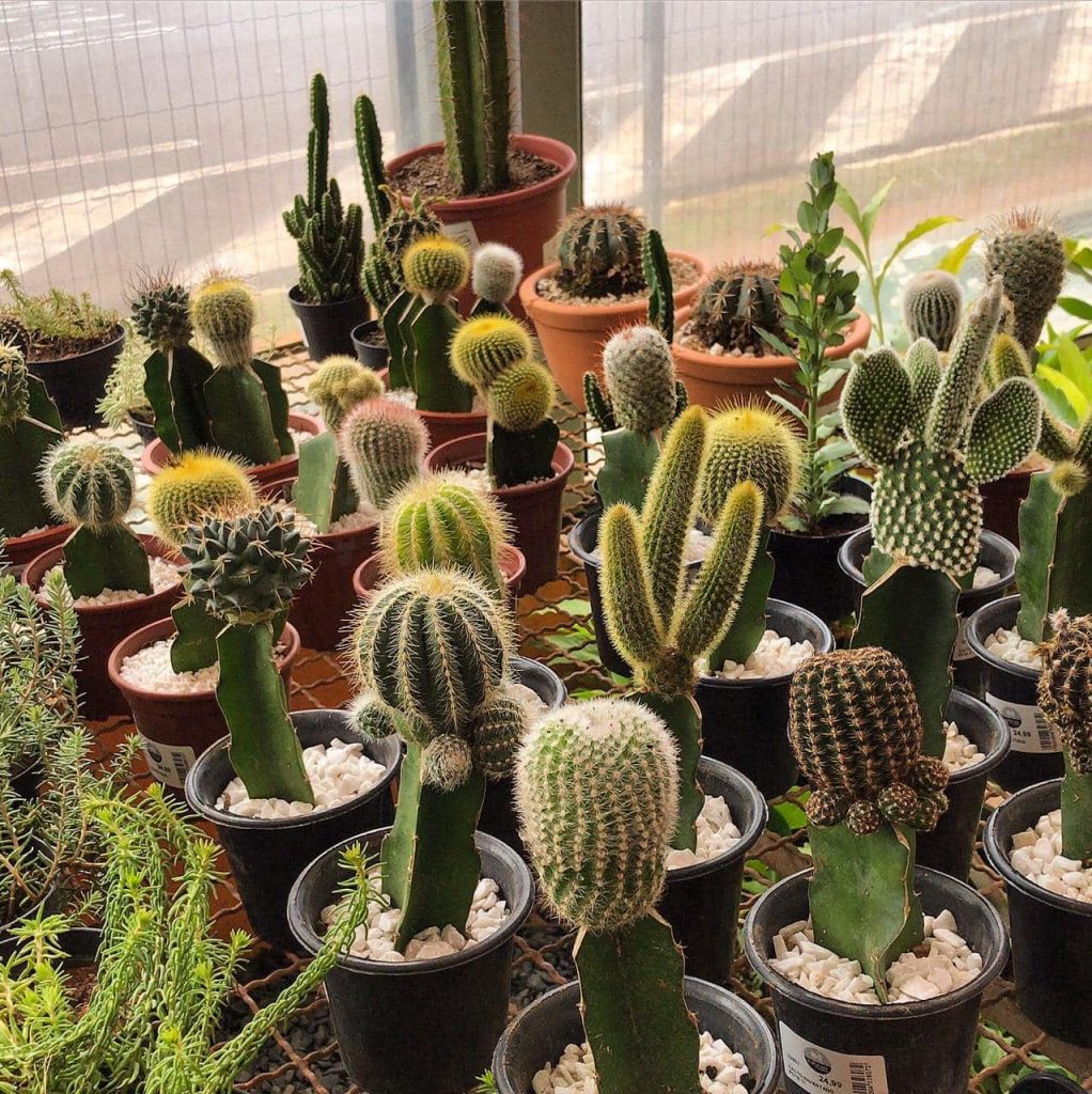 Escolhendo o Local Ideal: Luz Solar é Fundamental - inspiração 2