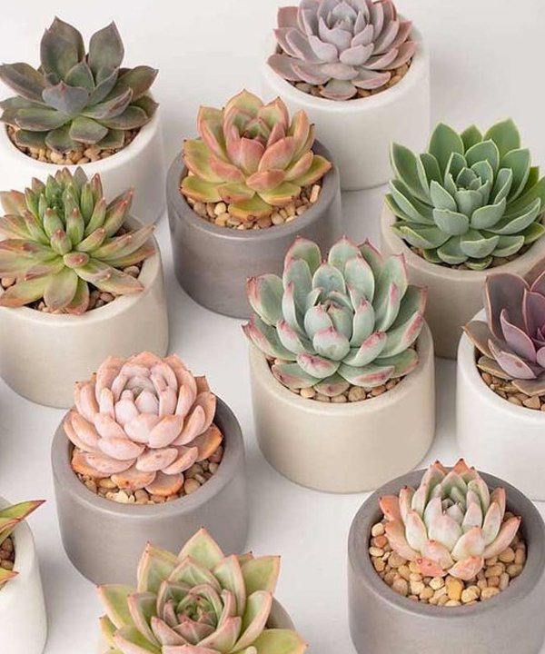 O Toque Final: Decoração com Cactos e Suculentas - inspiração 2