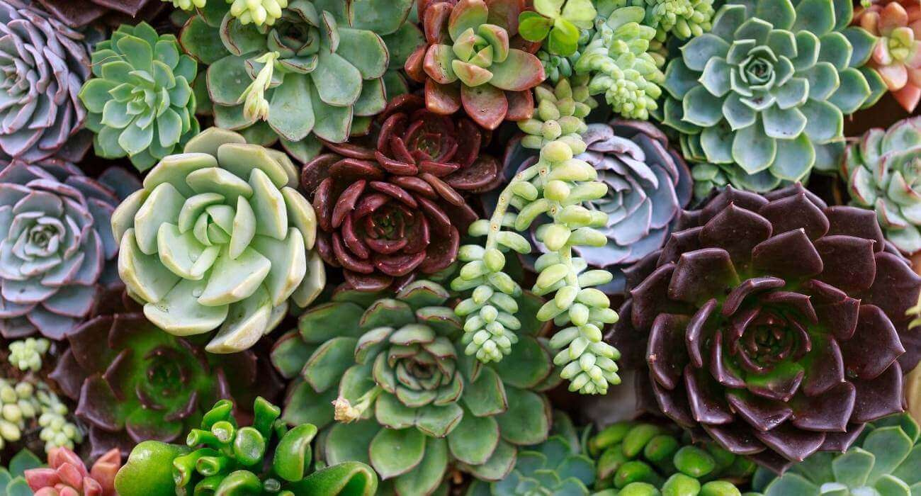 Vasos e Drenagem: Evitando Armadilhas de Água - inspiração 2