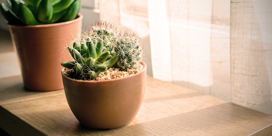 Pragas e Doenças: Identificando e Agindo Rapidamente - inspiração 2