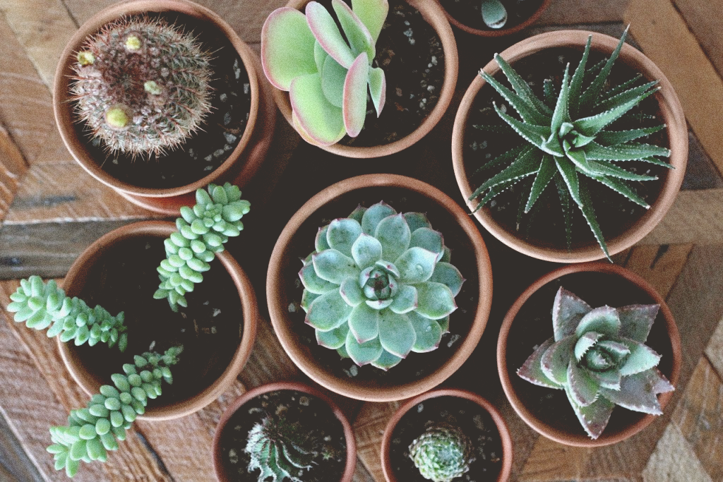 Propagação: Multiplicando a Beleza das Suas Plantas - inspiração 2