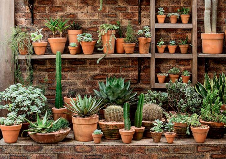 Cuidados Específicos para Suculentas Delicadas - inspiração 2
