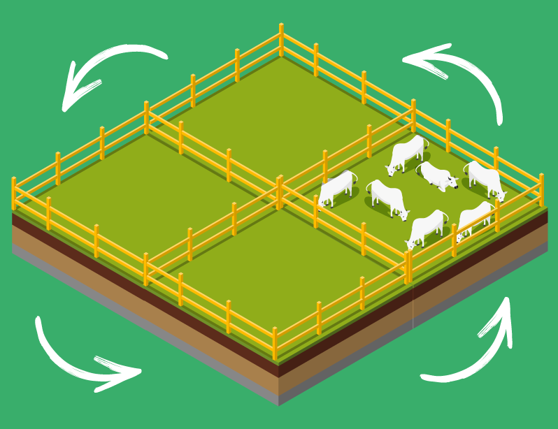 Por Que Dividir? Os Benefícios Reais Para Seu Rebanho e Seu Bolso - inspiração 2