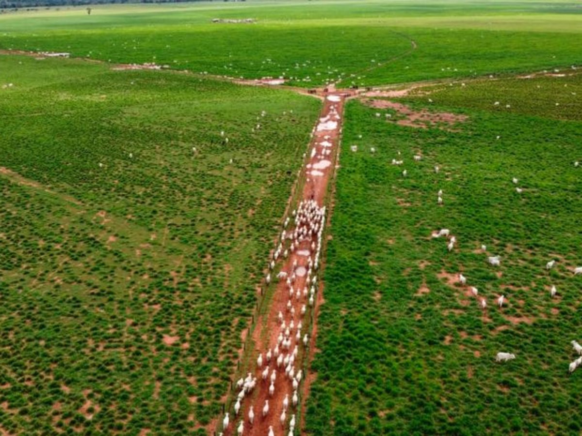 Escolha dos Cercamentos: Durabilidade e Segurança em Primeiro Lugar - inspiração 1