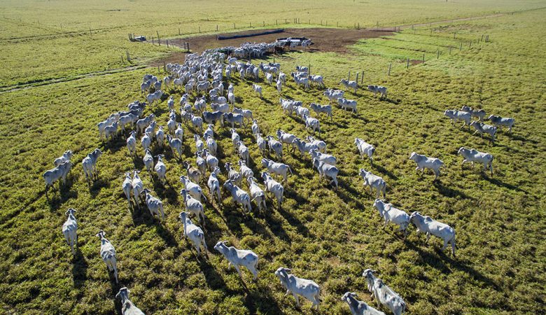 Escolha dos Cercamentos: Durabilidade e Segurança em Primeiro Lugar - inspiração 2