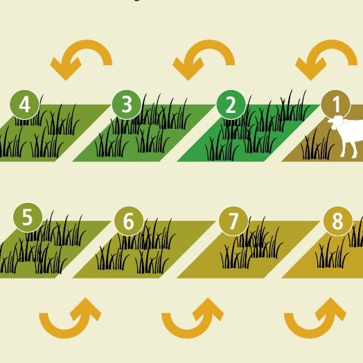 Planejamento do Fluxo de Animais Entre os Piquetes - inspiração 2