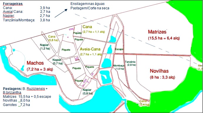 Adaptação à Espécie e Raça: Cada Animal Tem Sua Necessidade - inspiração 1