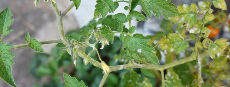 Escolhendo o Substrato Certo: A Base para um Solo Saudável e Livre de Fungos - inspiração 2