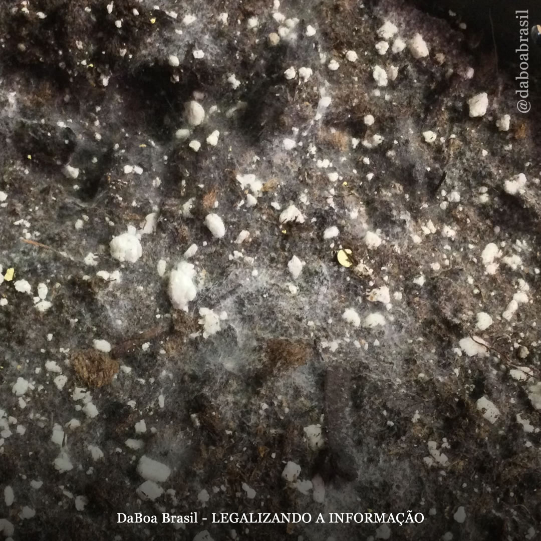 Primeiros Socorros para o Solo: A Limpeza Manual é o Começo de Tudo - inspiração 1