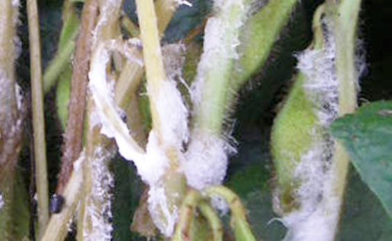 Leite Diluído: Uma Armadilha Surpreendente para o Mofo - inspiração 1