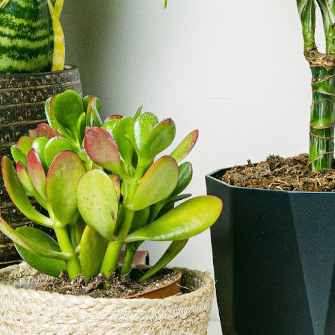 A Importância da Luz Solar: Deixando o Sol Afastar os Fungos Indesejados - inspiração 2