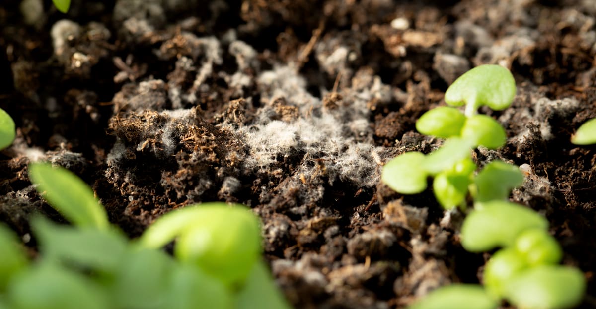 Aeração é Chave: Como Melhorar a Circulação de Ar no Solo - inspiração 2