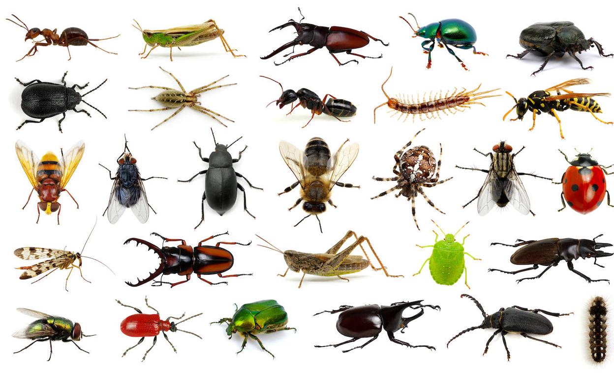 Fotografia de Pet como Arte: Capturando a Alma do Seu Companheiro - inspiração 1