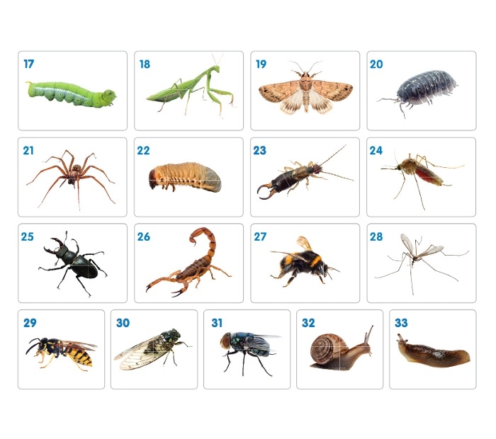 Memórias Eternas: Criando um Álbum de Fotos Inesquecível do Seu Pet - inspiração 1