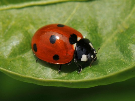 Cenários Pet-Friendly: Locações que Valorizam Seu Bichinho - inspiração 1