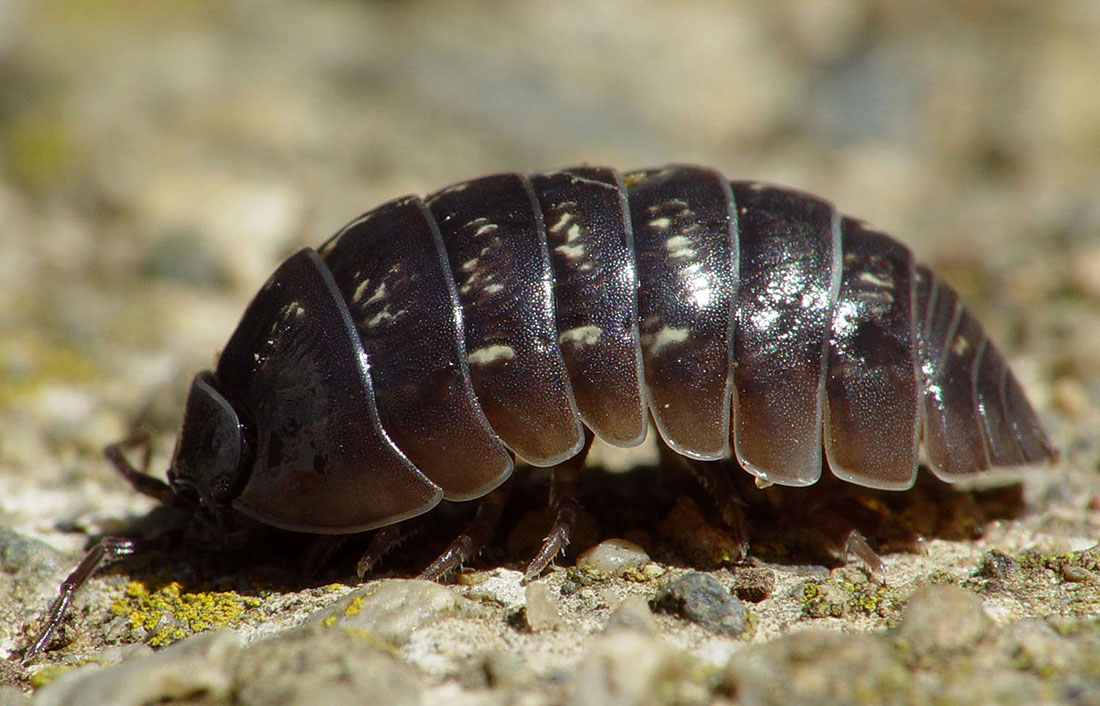 Estilos de Fotos para Cada Personalidade Animal - inspiração 1