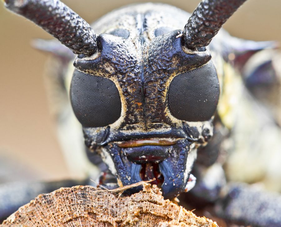 Retratos Familiares com Seu Melhor Amigo de Quatro Patas - inspiração 1