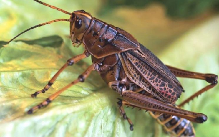 Retratos Familiares com Seu Melhor Amigo de Quatro Patas - inspiração 2
