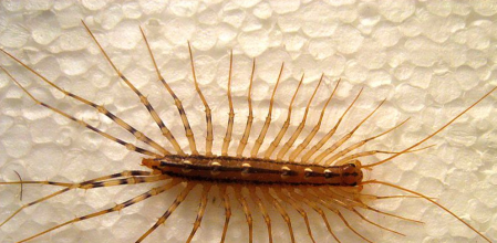 A Magia do Close-up: Detalhes que Encantam nas Fotos de Bichos - inspiração 2