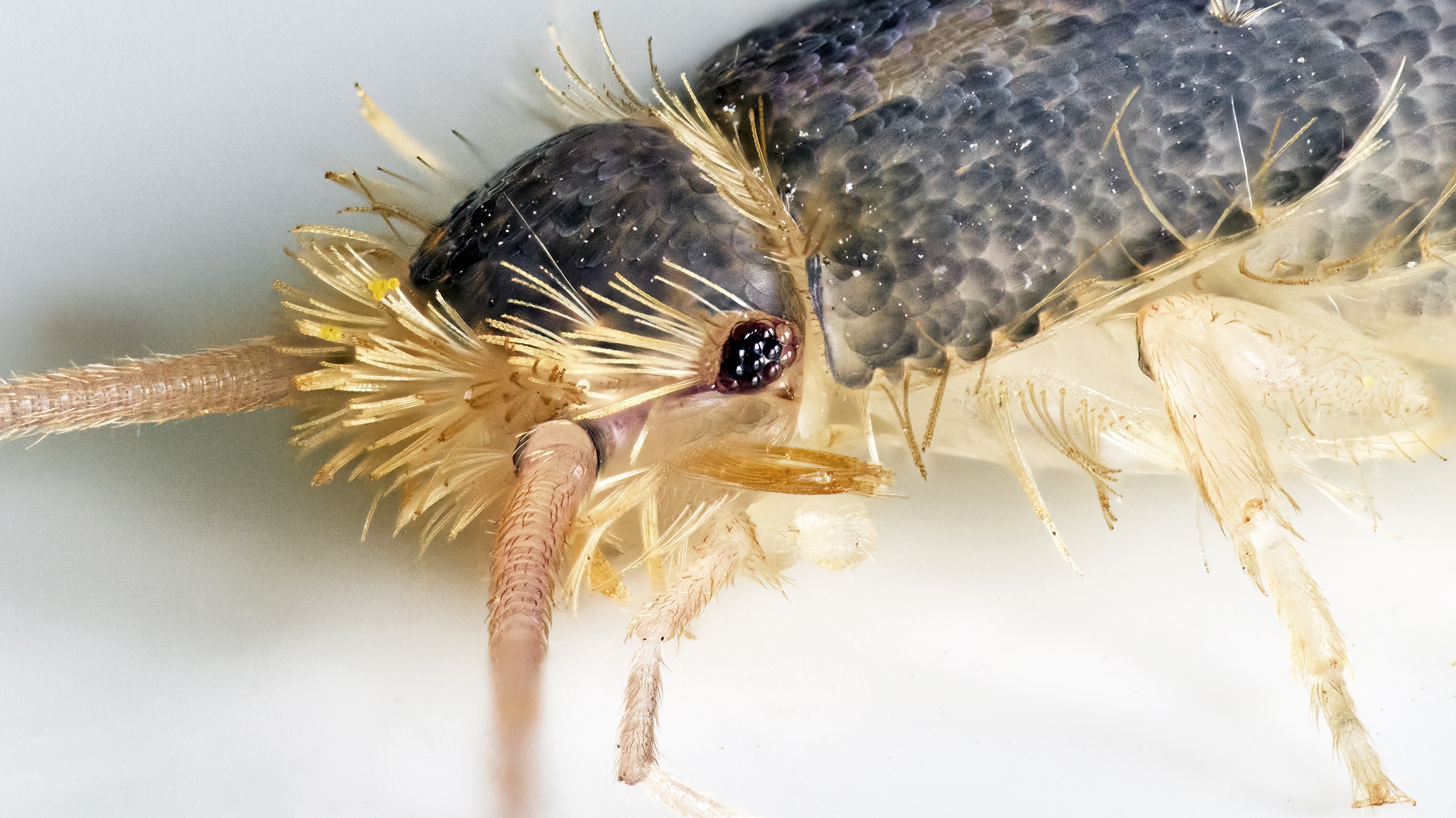 Iluminação Certa: Segredos para Fotos de Bichos Incríveis - inspiração 1