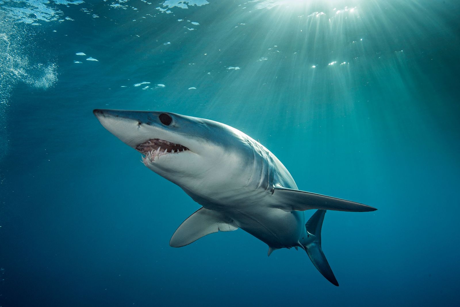 Imagens Que Desmistificam: Tubarões Além do Mito - inspiração 1