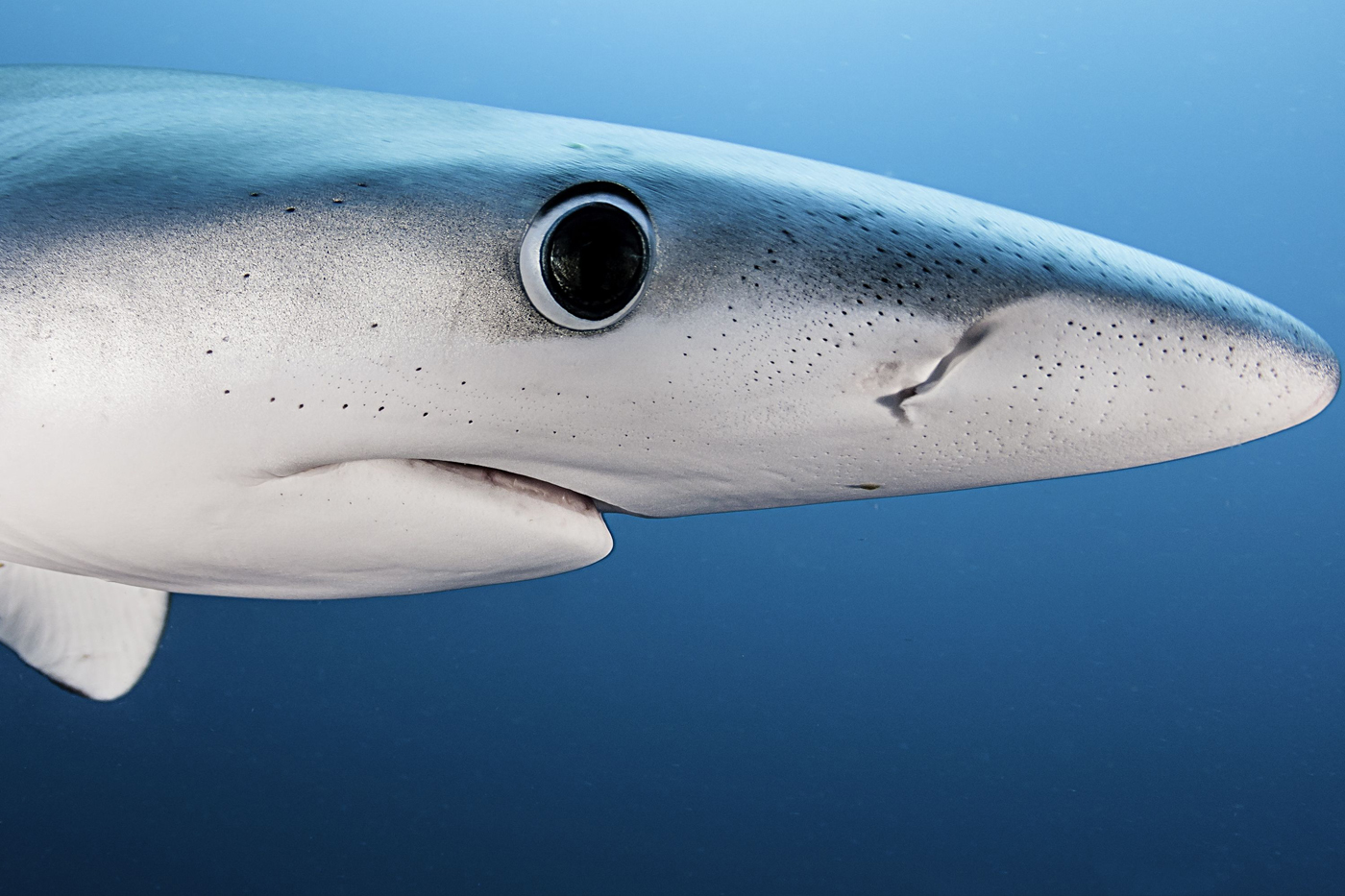 Tubarões em Cardumes: A Dança Hipnotizante das Profundezas - inspiração 1