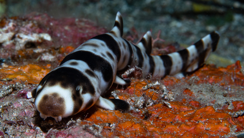 O Olhar Intenso: Detalhes que Cativam nas Fotos - inspiração 1