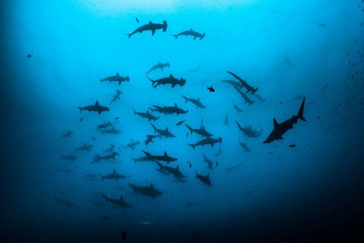 Arte Inspirada em Tubarões: Interpretações Criativas - inspiração 2