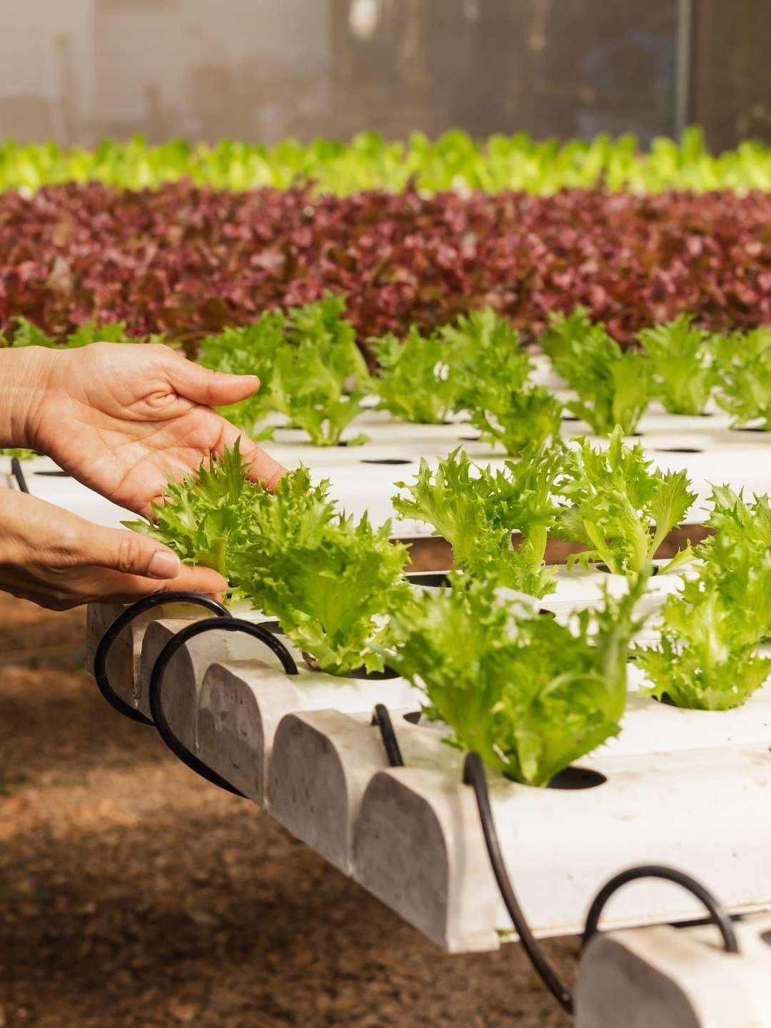 Montando a Estrutura Básica: Passo a Passo Descomplicado - inspiração 1