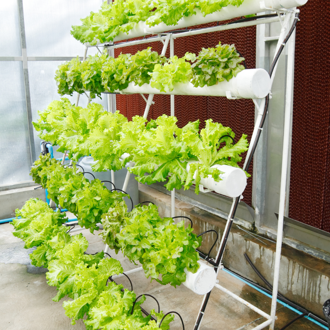 A Importância da Solução Nutritiva Correta - inspiração 2