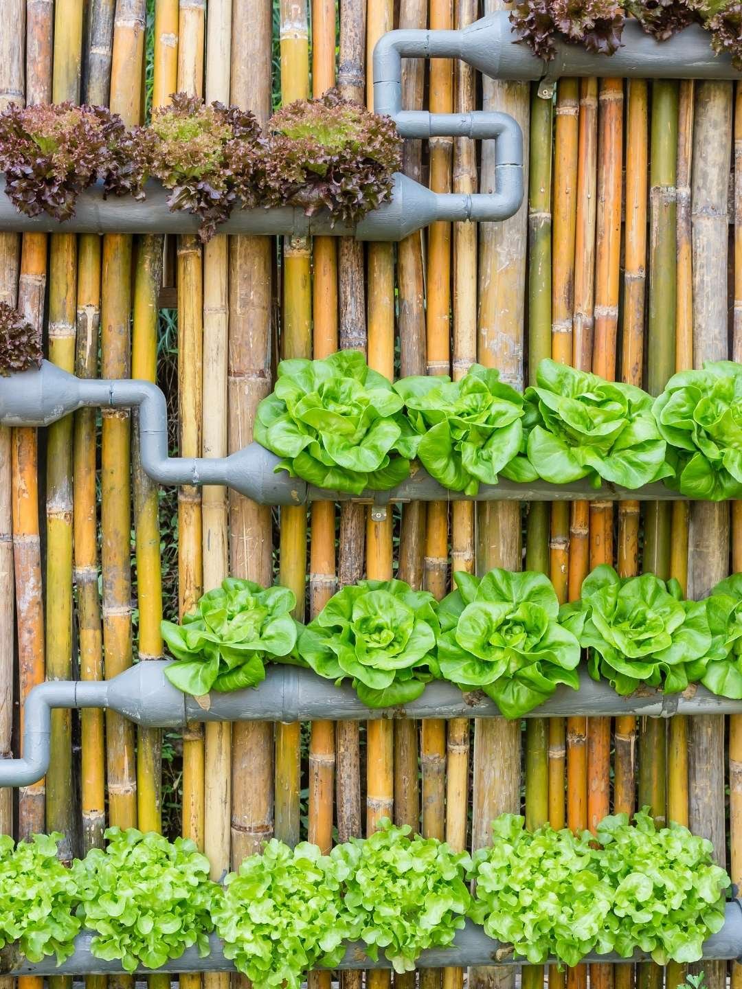 Onde Posicionar seu Jardim Hidropônico - inspiração 1