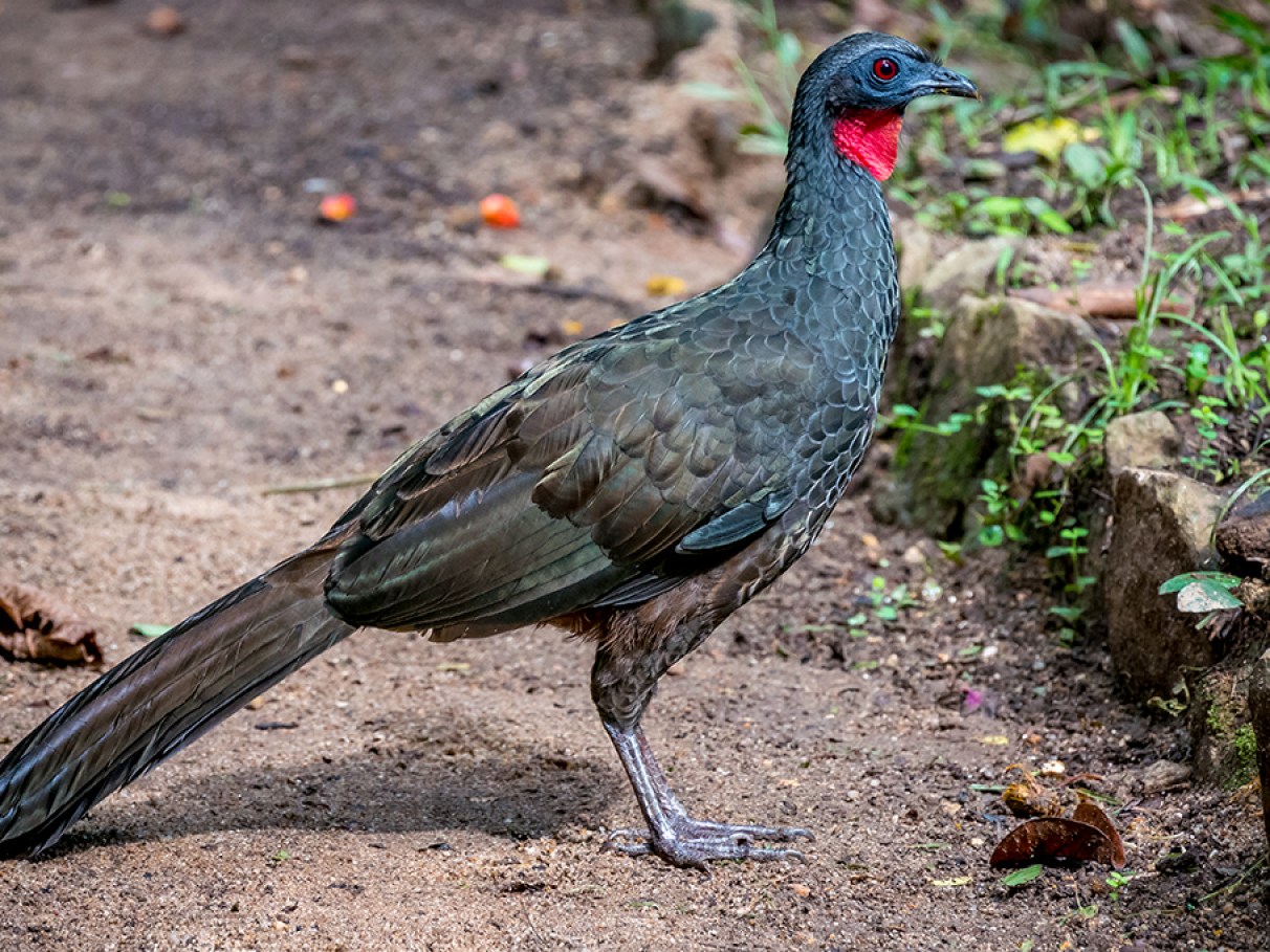 A Origem do 'Ovo de Jacu': Uma Delícia Rara e Controvertida - inspiração 2