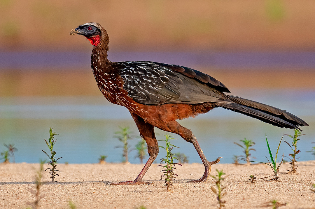 O Sabor Único: O Que Torna a Carne de Jacu Tão Especial? - inspiração 1