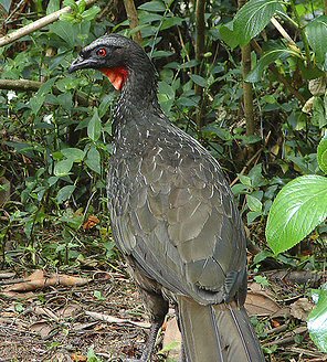 Preparo Tradicional: Receitas Que Celebram a Essência do Jacu - inspiração 2