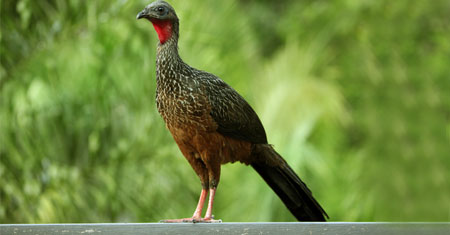 Desafios da Caça e Sustentabilidade: Uma Realidade Crua - inspiração 1