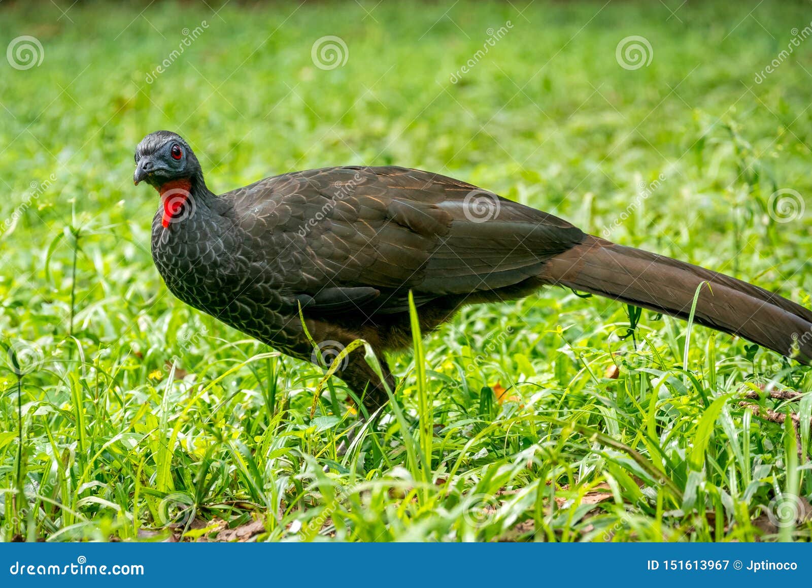 Jacu na Culinária Contemporânea: Reinvenção e Sofisticação - inspiração 1