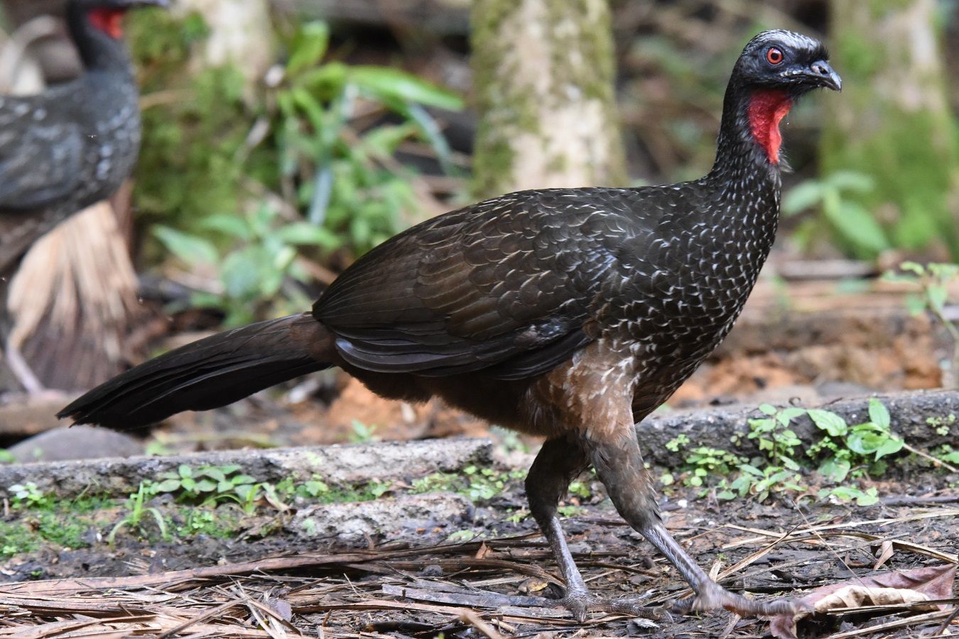 Jacu na Culinária Contemporânea: Reinvenção e Sofisticação - inspiração 2
