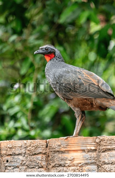 A Polêmica do Consumo: Debates Éticos e Ambientais - inspiração 1