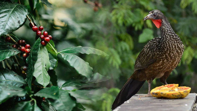 Mitos e Verdades Sobre o Consumo de Jacu - inspiração 2