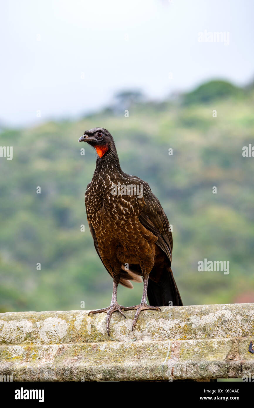 O Jacu Como Delicadeza Regional: Sabores Que Contam Histórias - inspiração 1